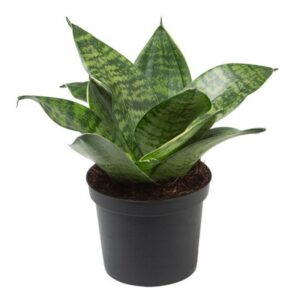 Planta De Sanseviera Enana Plantula Lengua De Suegra