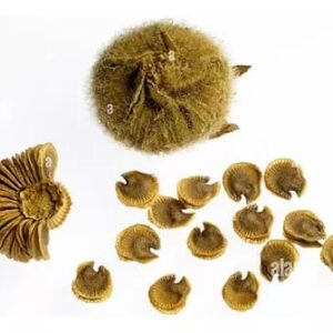 Semillas De Malva Rosa Cultiva Flores Alcea Rosea Organica