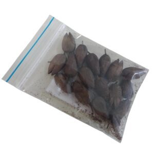 Semillas De Tabaco Nicotiana Tabacum Organicas