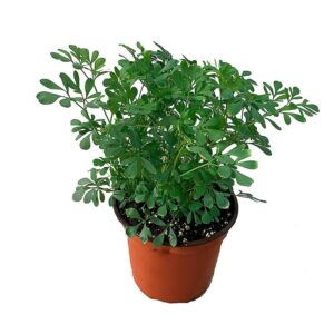 Planta de Ruda Plantula Ruta Graveolens Perenne Cultivada organicamente