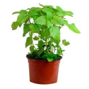 Planta De Hierbabuena Plantula Mentha Spicata Aromatica cultivo organico