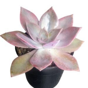 Suculenta Echeveria Huthspinke | Planta Crasa roceta
