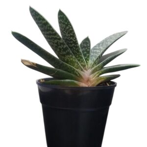 Suculenta Gasteria | Planta Lengua De Buey | Crasa Lengua De vaca