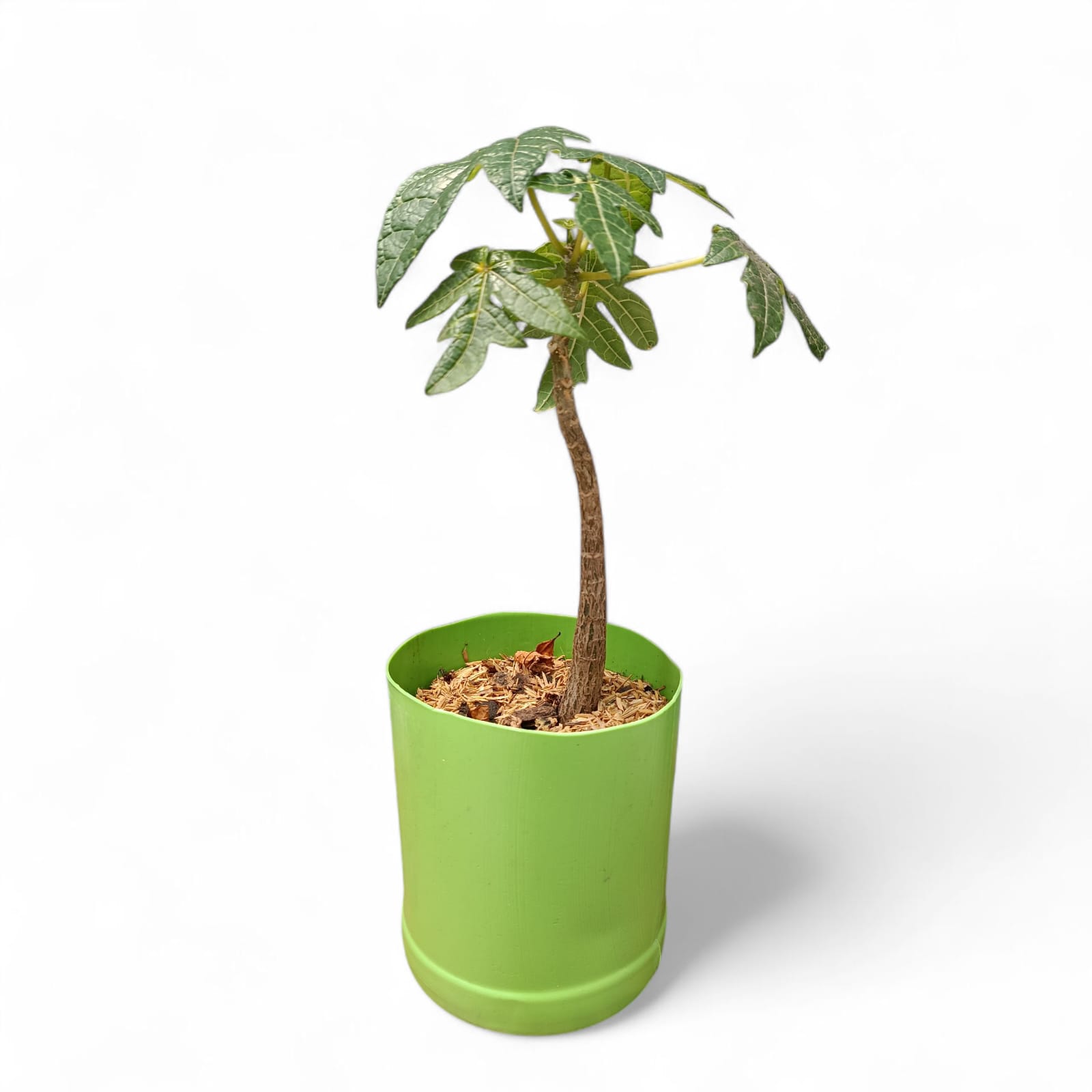 Planta De Papayuela Vasconcellea Pubescens cultivo agroecológico - Imagen 3