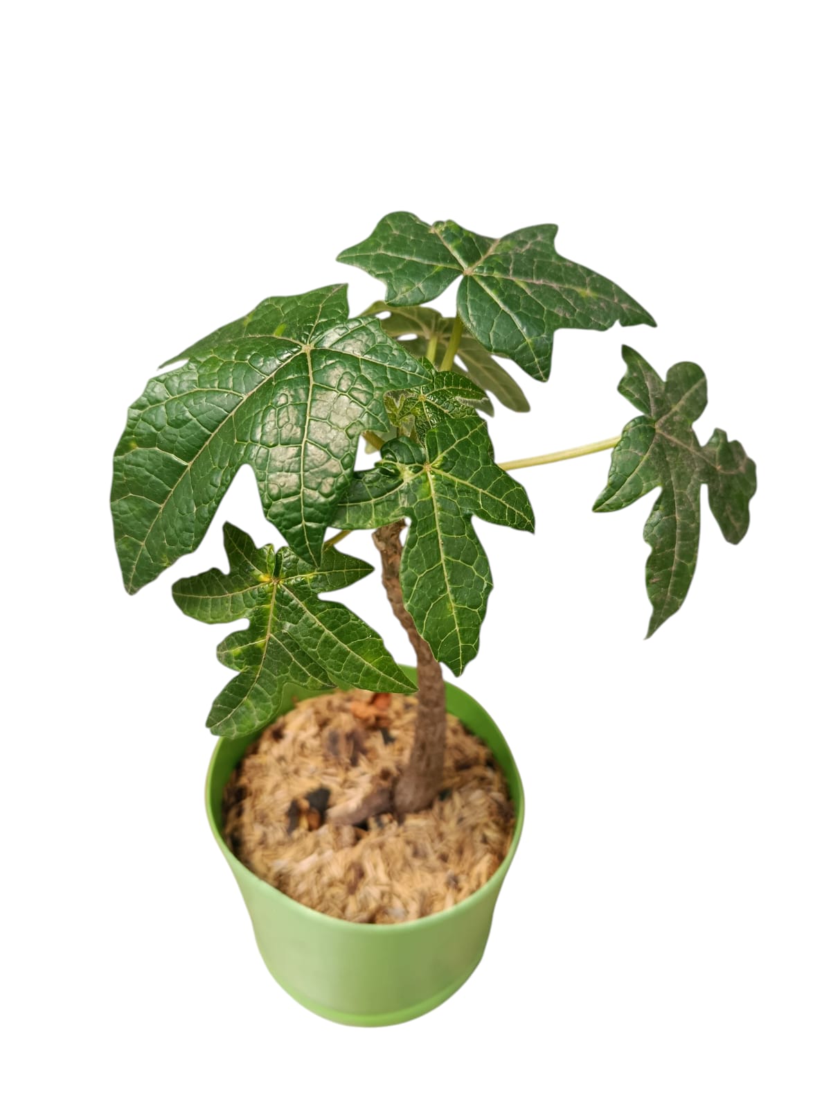 Planta De Papayuela Vasconcellea Pubescens cultivo agroecológico