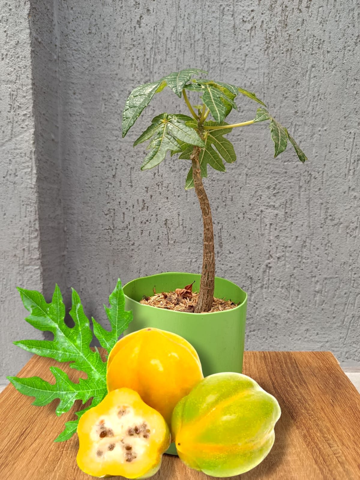 Planta De Papayuela Vasconcellea Pubescens cultivo agroecológico - Imagen 2