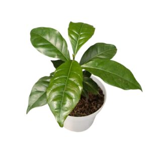 Plantula De Cafe | Planta De Cafeto